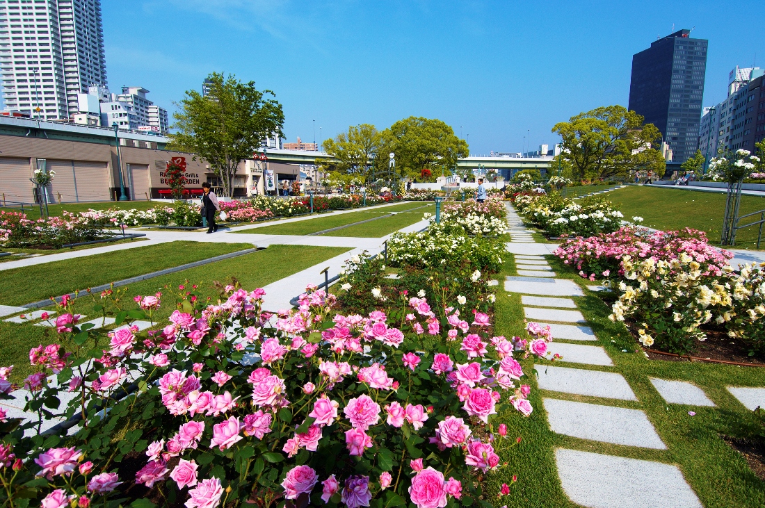 中之島公園　バラ園