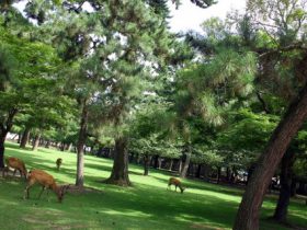 nara_park