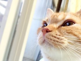 バスに猫は乗れるのか？