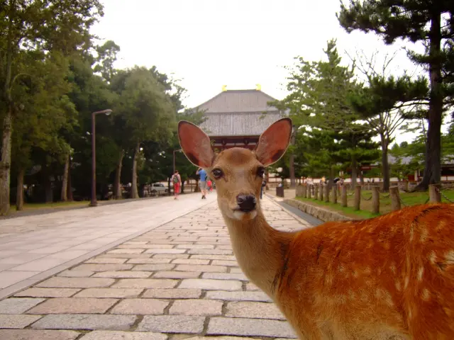 奈良旅行といえば鹿だよね