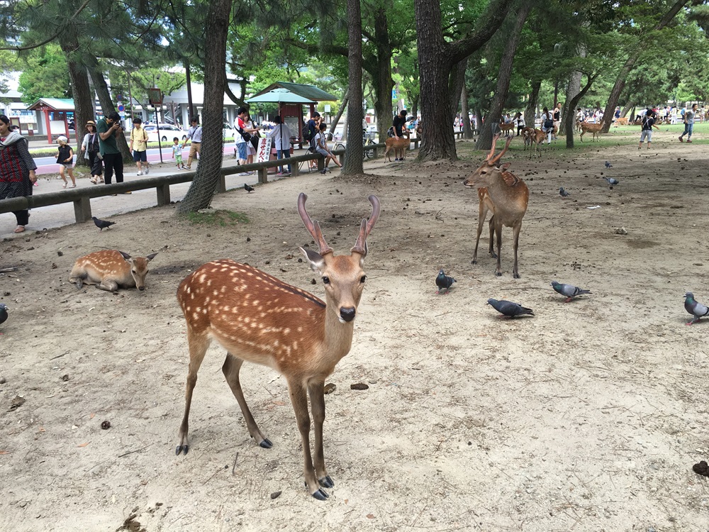 奈良公演には鹿がいっぱい（鹿せんべいのそば）