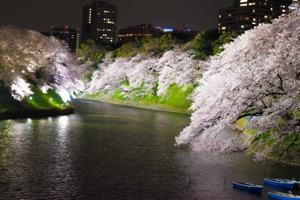 千鳥ヶ淵夜景桜