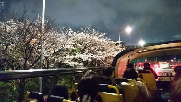 桜回廊をバスで通過