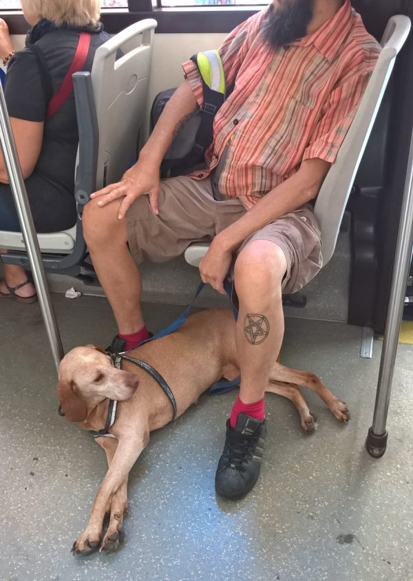 ローマ路線バスに乗る犬