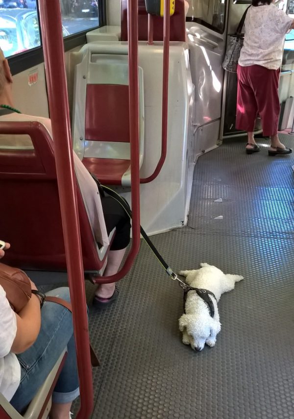 フリーダムにバス車内でくつろぐローマの犬