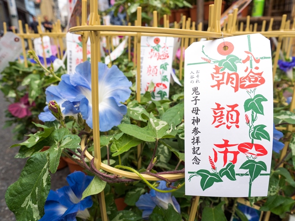 入谷・朝顔市