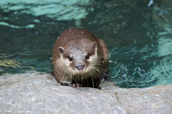 流しカワウソで有名