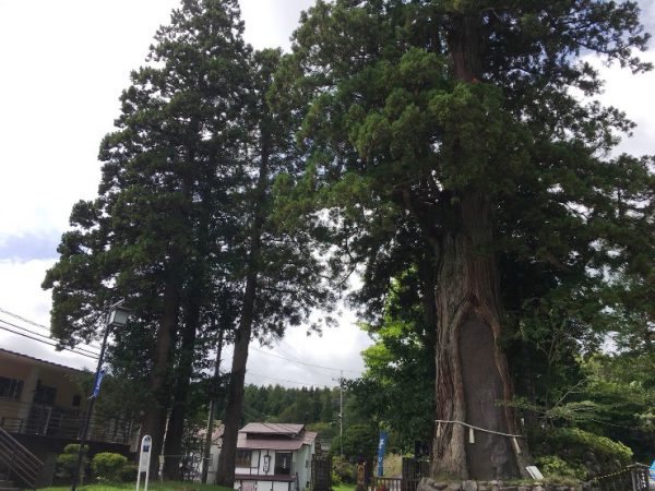 バス停前の杉の巨木