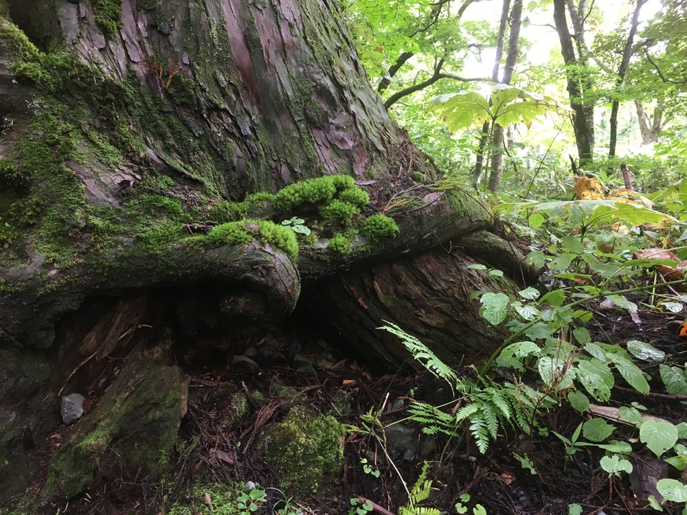 樹齢400年を超す杉の木がたくさん