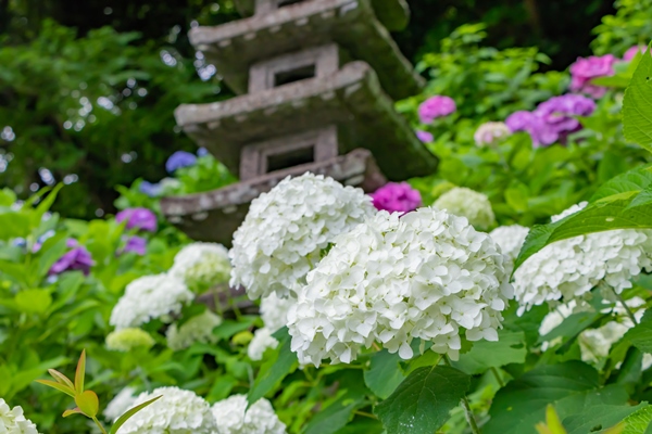 紫陽花寺としても有名な長谷寺