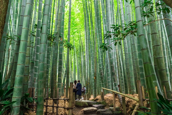 報国寺の竹林