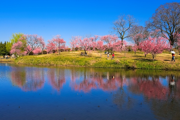 古河総合公園