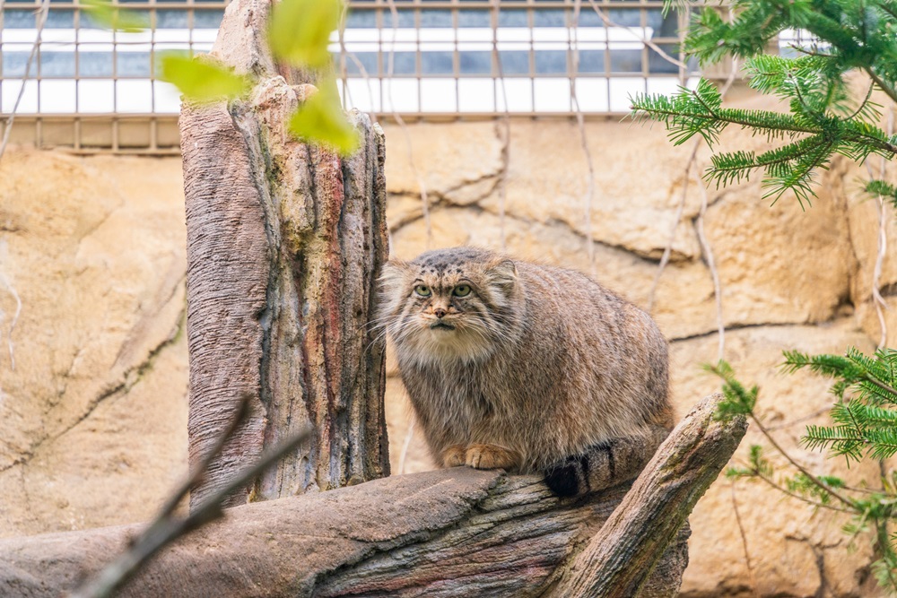 那須動物王国のマヌルネコ