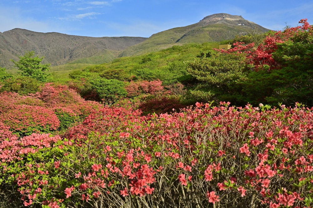 那須高原八幡の花咲くヤマツツジの群生地に那須連山