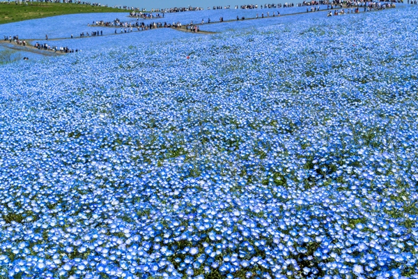 ひたち海浜公園のネモフィラ