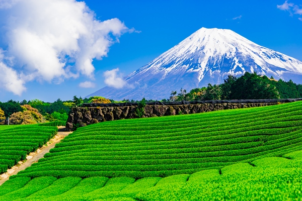 富士山と茶畑が広がる景色