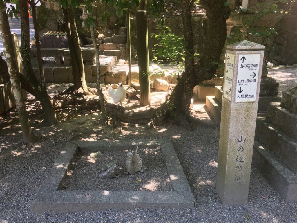 石上神宮には鶏がたくさん