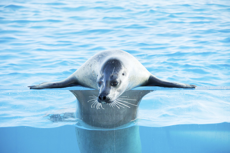 加茂水族館3