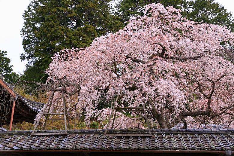 「そうだ京都、行こう2014」の十輪寺バス駐車場の利用について