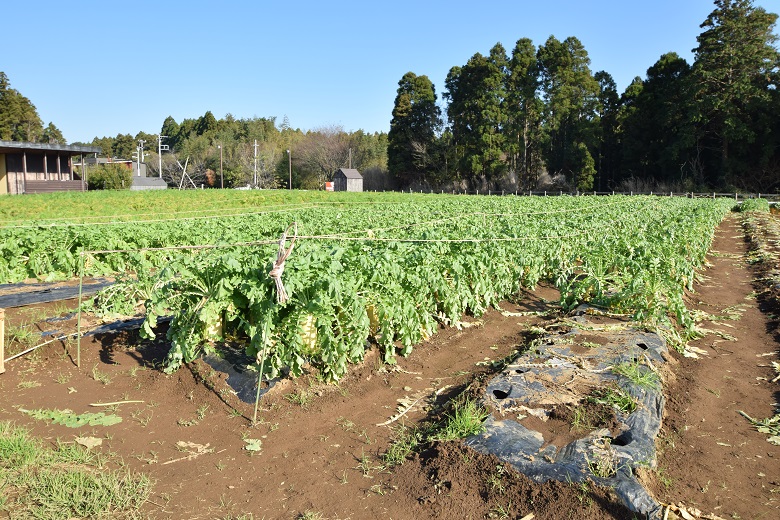 安心安全なとれたて野菜を持ち帰ろう