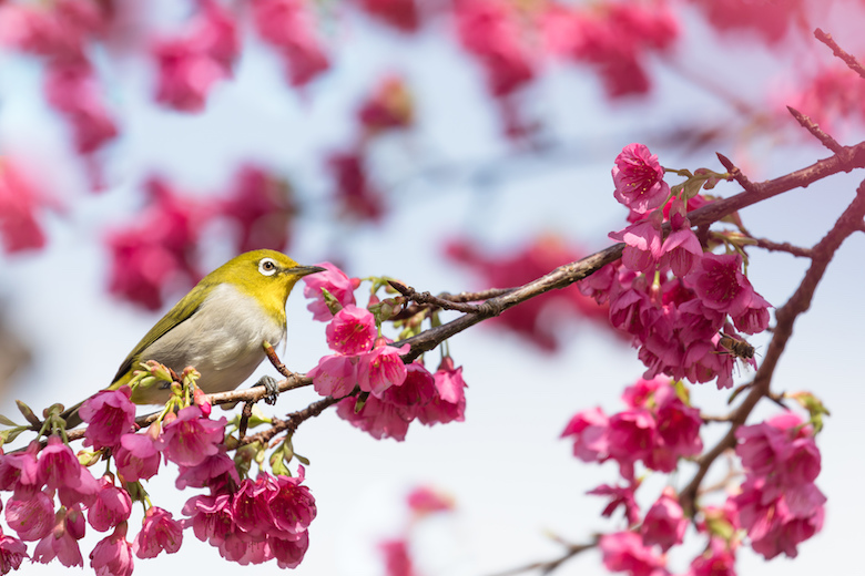 寒緋桜