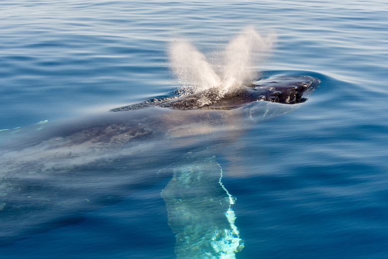 クジラ