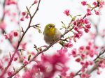 寒緋桜とメジロ