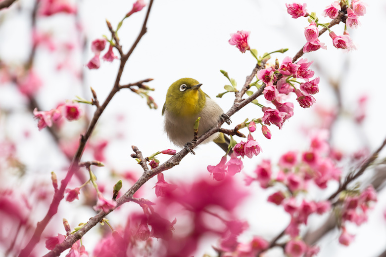 寒緋桜とメジロ