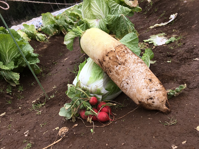 収穫した野菜をお持ち帰り