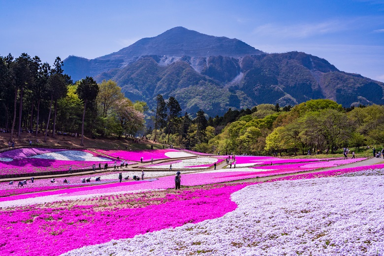 芝桜の丘(羊山公園)
