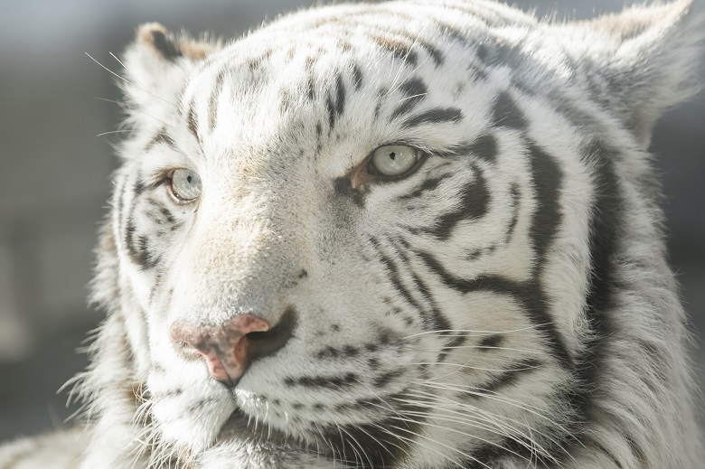 東武動物公園ホワイトタイガー