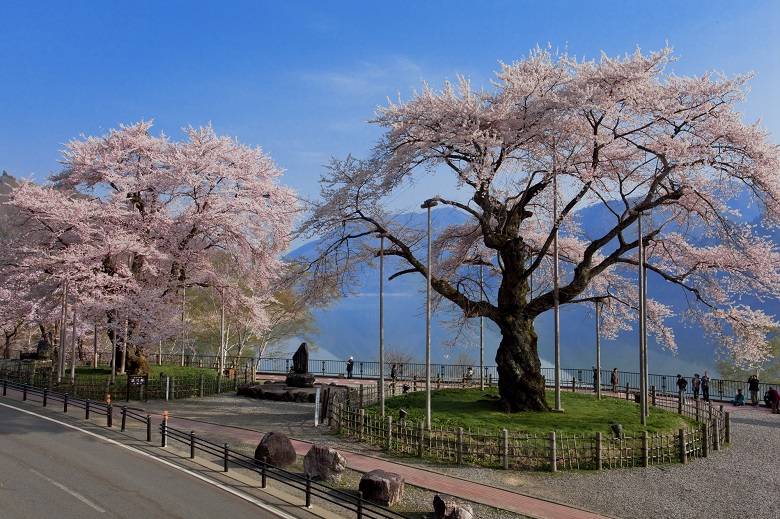 荘川桜
