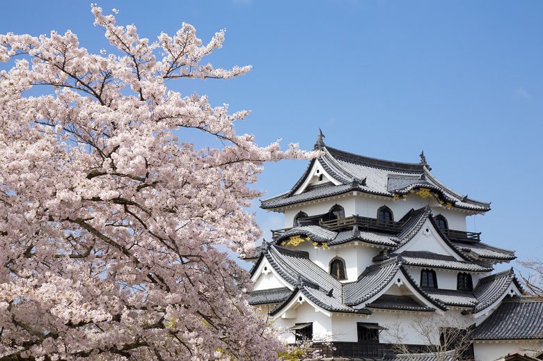 春の彦根城