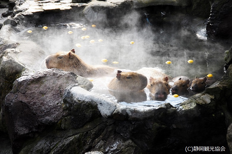 伊豆シャボテン動物公園のカピバラ
