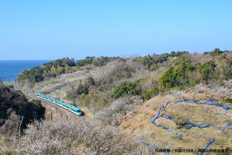 みなべ町の梅林