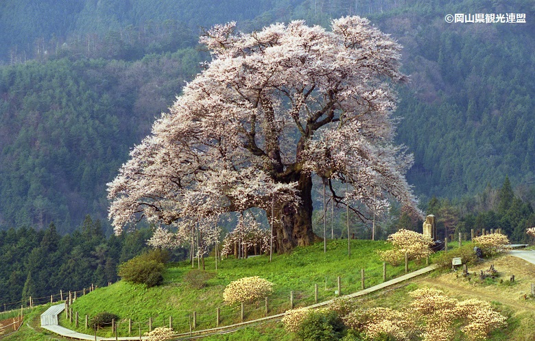 醍醐桜