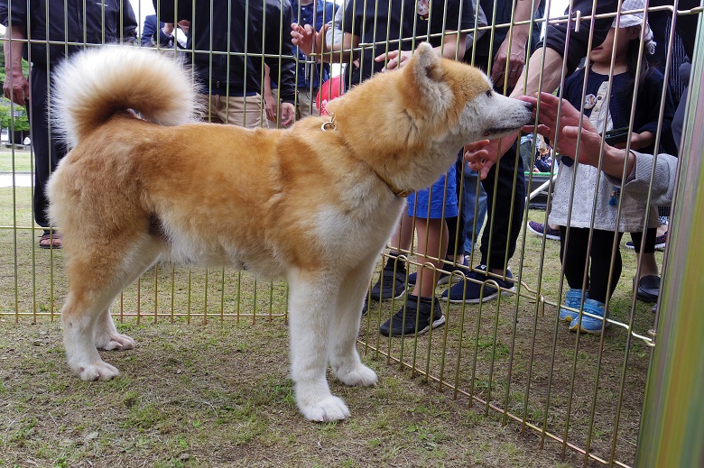 あきた犬ふれあい処