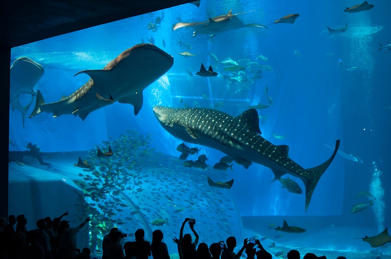 美ら海水族館