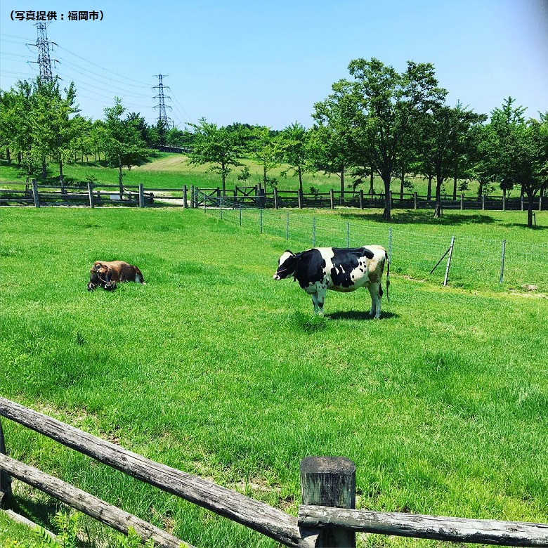 油山牧場