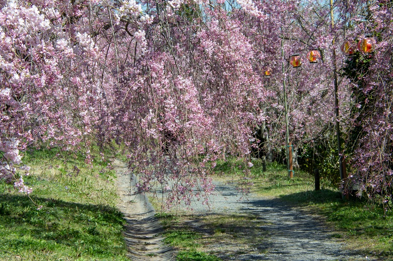 たけべの森公園の枝垂れ桜