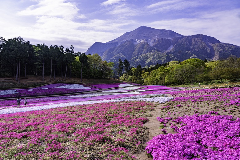 羊山公園・芝桜の丘