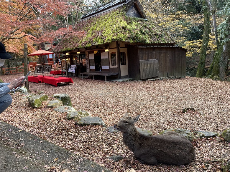 奈良公園の奥にある「水谷茶屋」