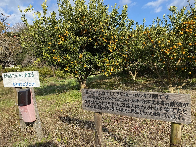 大和橘は最古の柑橘類