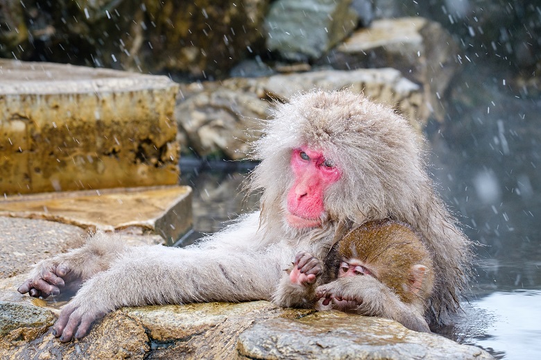 地獄谷野猿公苑