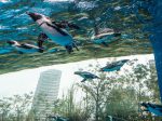 空飛ぶペンギン