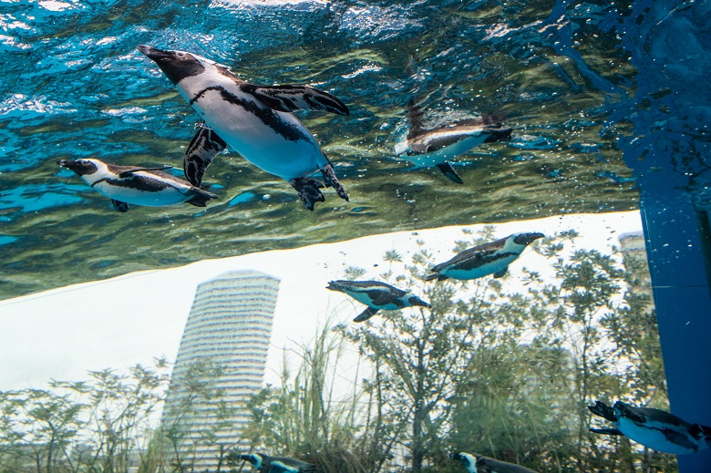 空飛ぶペンギン