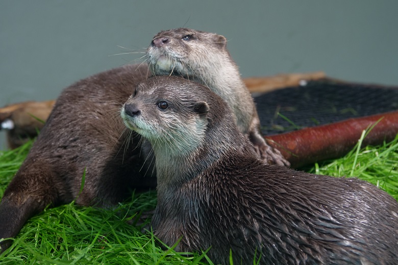 池袋サンシャイン水族館・コツメカワウソ