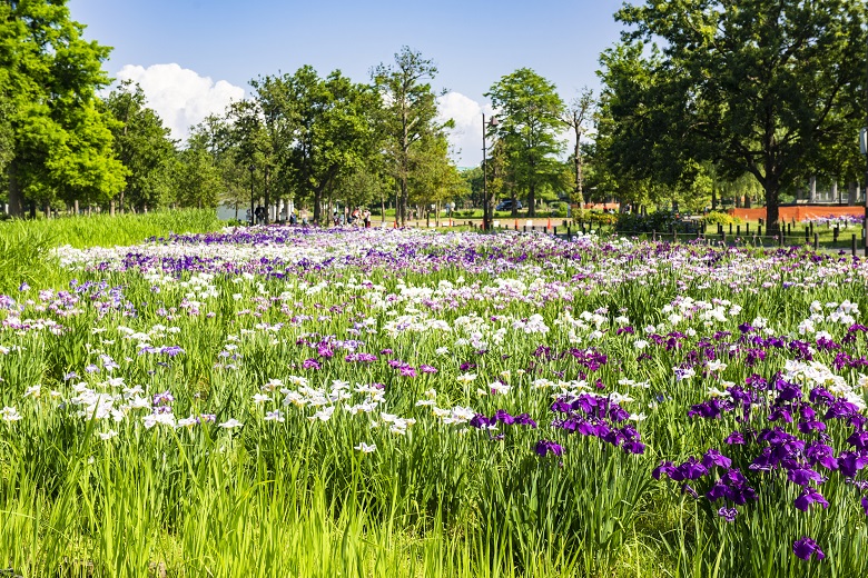 水元公園・花菖蒲園