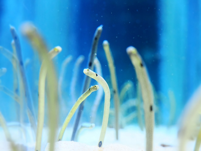 すみだ水族館・チンアナゴ