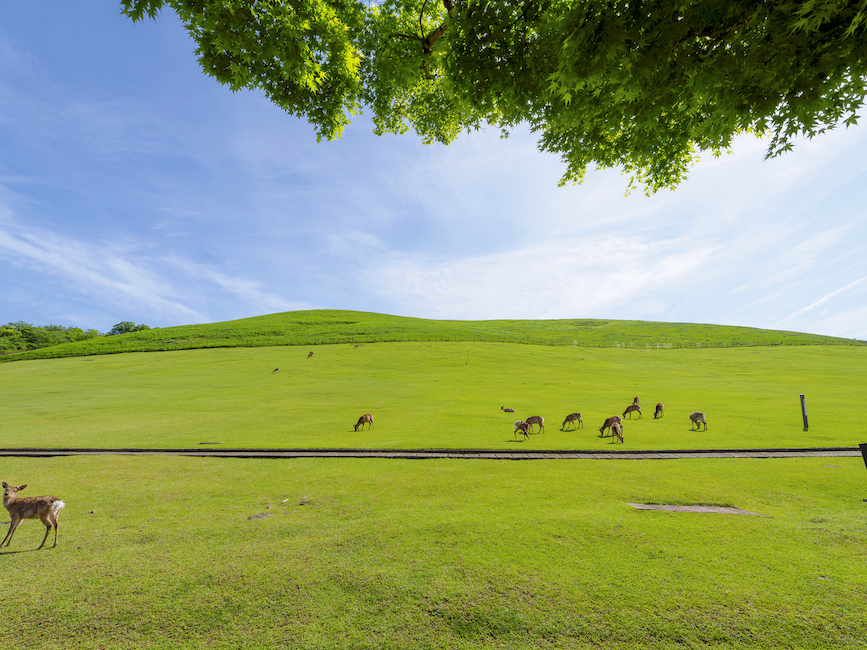 奈良公園